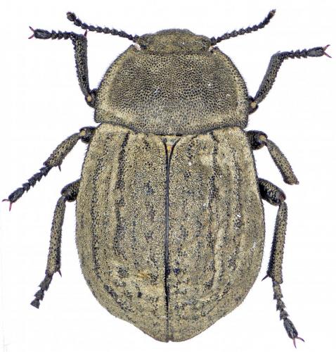 Réf. 238 321 : Asida sabulosa